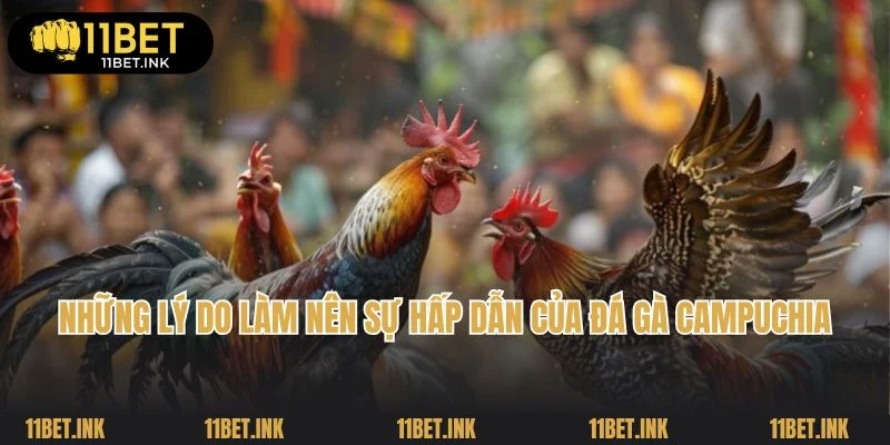 Những lý do làm nên sự hấp dẫn của đá gà Campuchia 