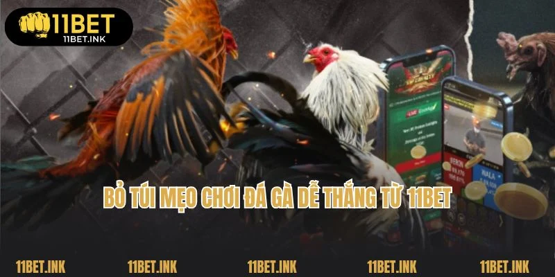 Bỏ túi mẹo chơi đá gà dễ thắng từ 11Bet