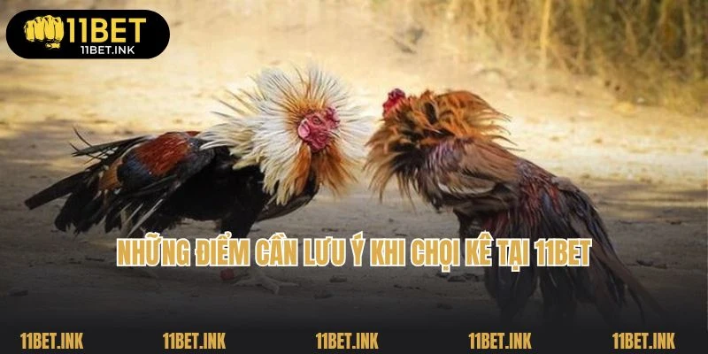 Những điểm cần lưu ý khi chọi kê tại 11Bet