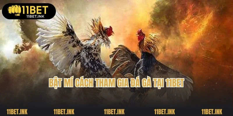 Bật mí cách tham gia đá gà tại 11Bet