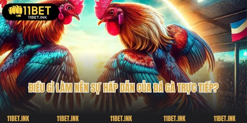 Điều gì làm nên sự hấp dẫn của đá gà trực tiếp?