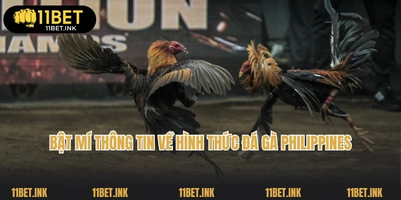 Các trận đấu đá gà Philippines sôi động và chuyên nghiệp