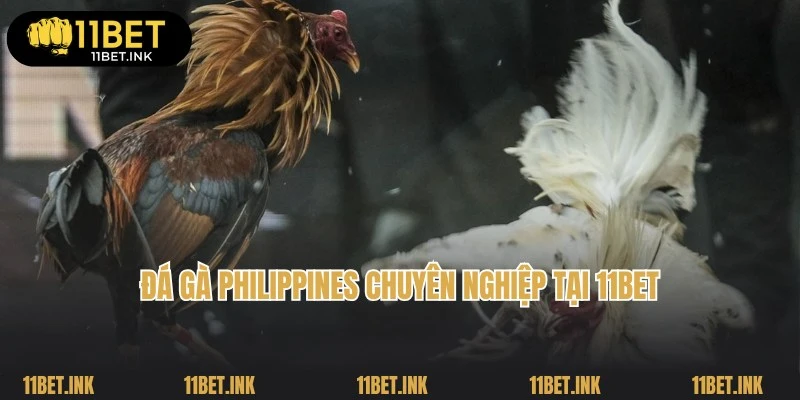 Đá Gà Philippines - Các Hình Thức Thi Đấu Phổ Biến Top 1