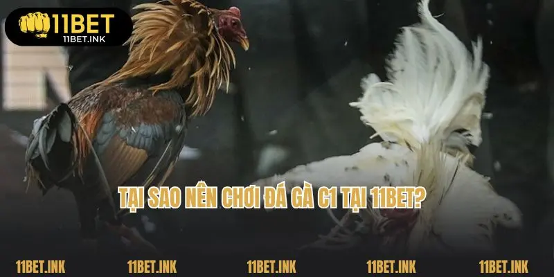 Tại sao nên chơi đá gà C1 tại 11bet?