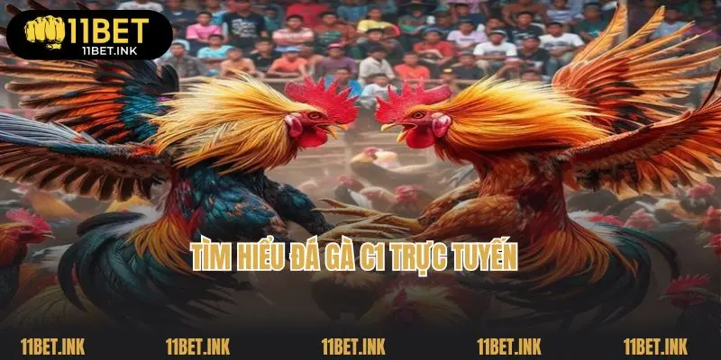 Tìm hiểu đá gà C1 trực tuyến