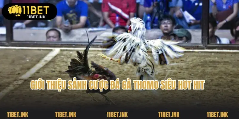 Giới thiệu sảnh cược đá gà Thomo siêu hot hit