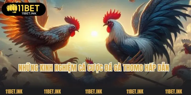 Những kinh nghiệm cá cược đá gà Thomo hấp dẫn